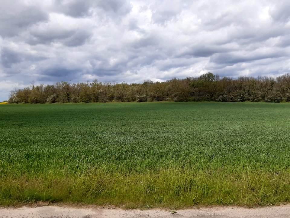 LandsbergPorphyrkuppen GützerBerg2