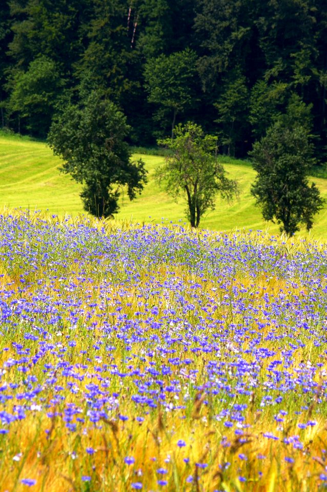 Landscape Innviertel Upper Austria 06