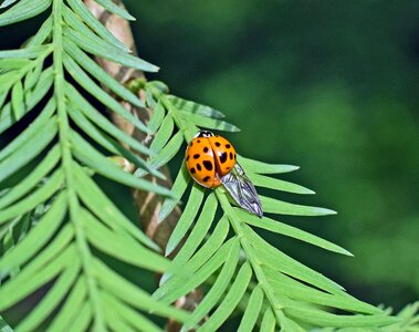 Wing extended animal colorful orange