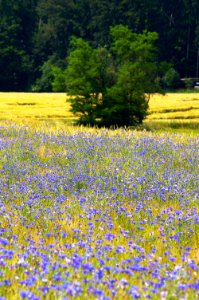 Landscape Innviertel Upper Austria 05