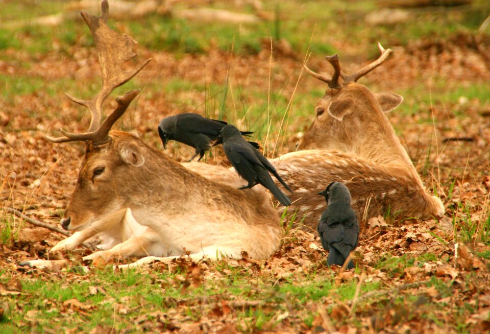 Wildlife nature reindeer