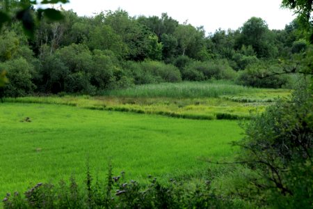 Lange Dammwiesen und Unteres Annatal near Stienitzsee 2020-07-22 160