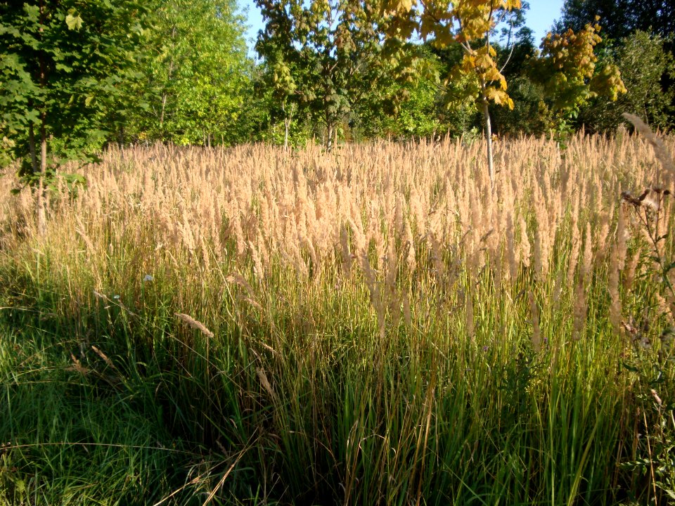 Landscape - Minsk city - Belarus - 11 august 2014 AD
