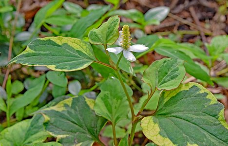 Bloom white variegated