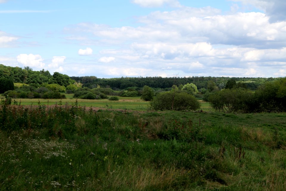 Lange Dammwiesen und Unteres Annatal near Torfhaus 2020-07-22 06