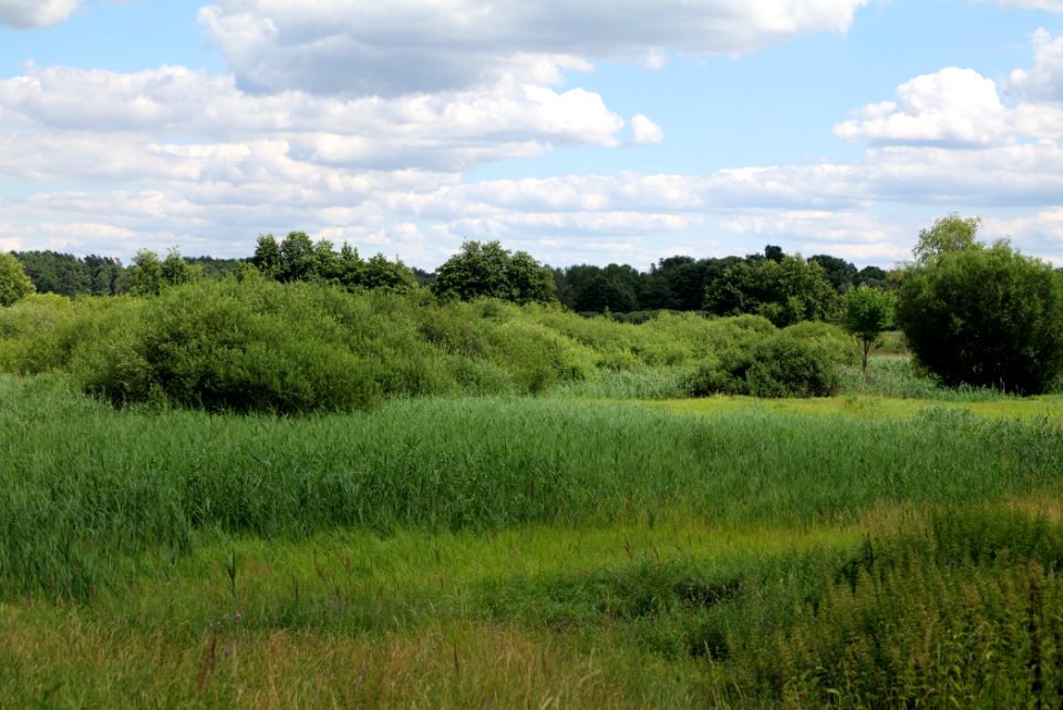 Lange Dammwiesen und Unteres Annatal near Torfhaus 2020-07-22 10