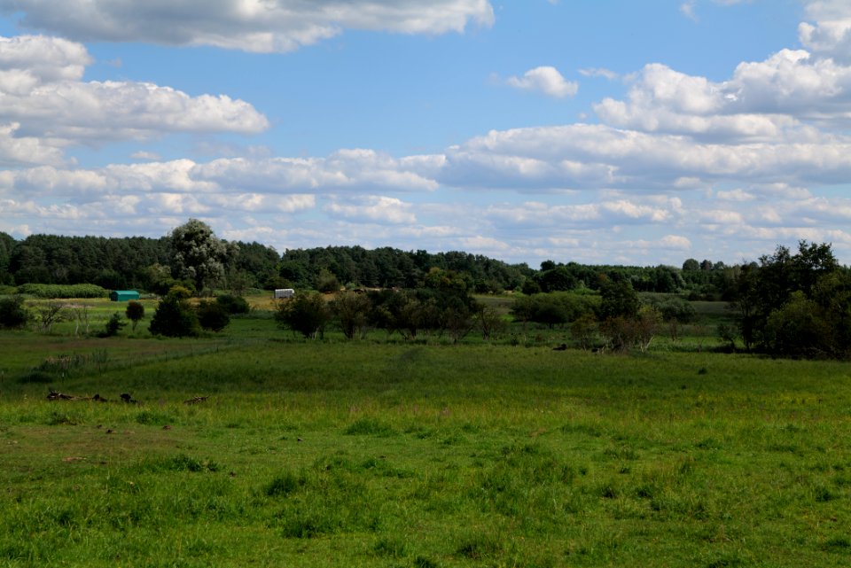 Lange Dammwiesen und Unteres Annatal near Torfhaus 2020-07-22 01