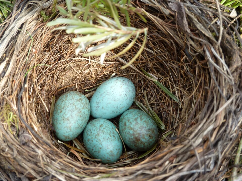 Nest bird's nest bird