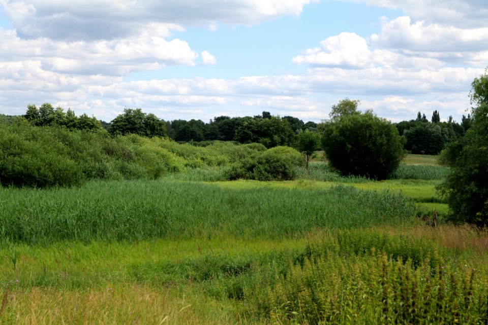 Lange Dammwiesen und Unteres Annatal near Torfhaus 2020-07-22 11