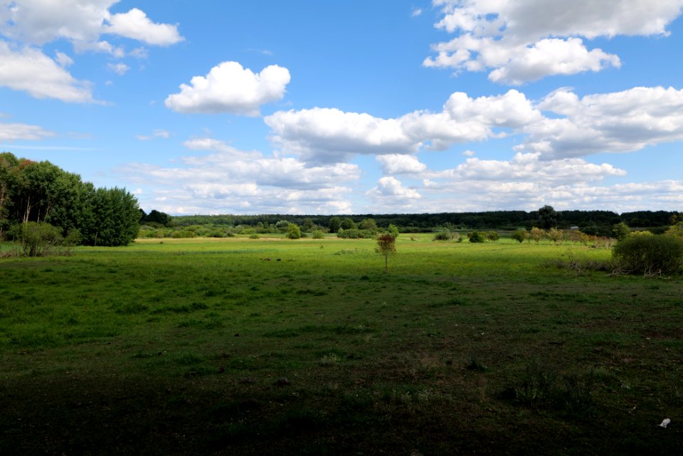 Lange Dammwiesen und Unteres Annatal near Torfhaus 2020-07-22 03