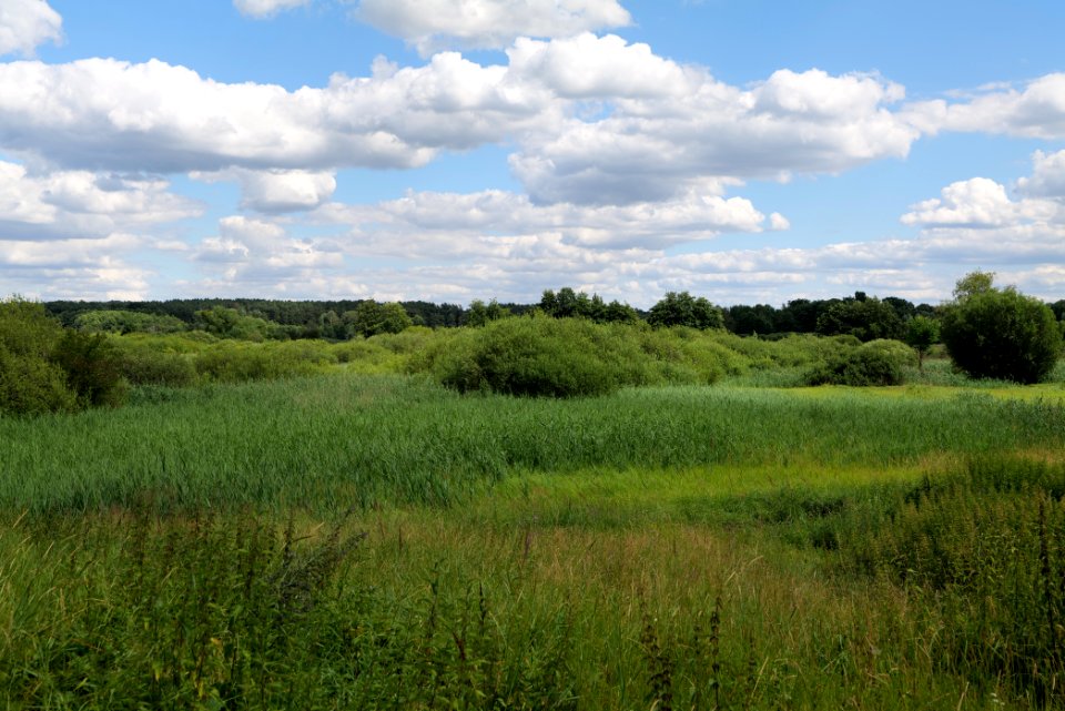 Lange Dammwiesen und Unteres Annatal near Torfhaus 2020-07-22 09