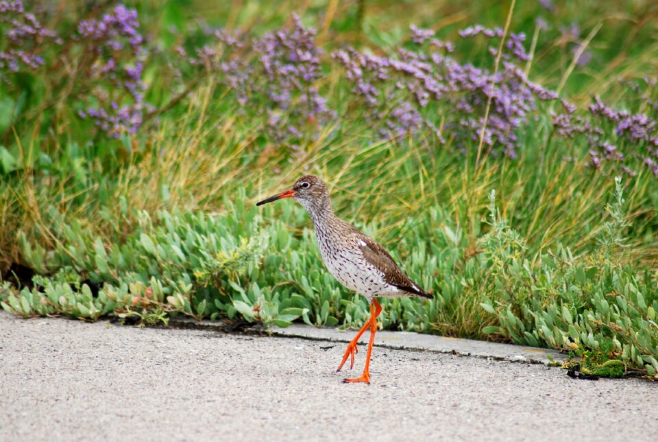 Snipe animal close up wild animal