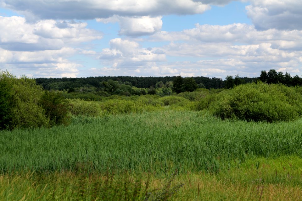 Lange Dammwiesen und Unteres Annatal near Torfhaus 2020-07-22 07
