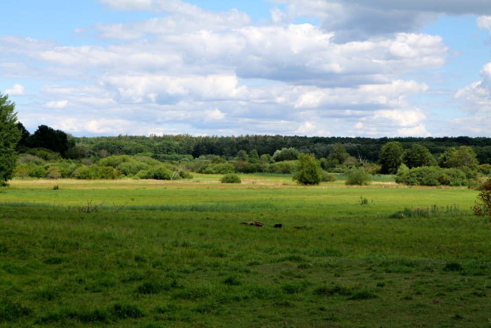 Lange Dammwiesen und Unteres Annatal near Torfhaus 2020-07-22 04