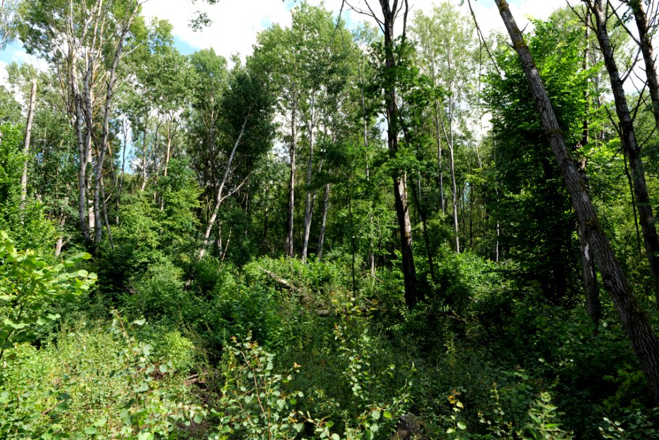 Lange Dammwiesen und Unteres Annatal near Stienitzsee 2020-07-22 02