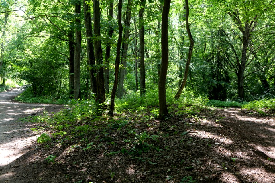 Lange Dammwiesen und Unteres Annatal near Stienitzsee 2020-07-22 46