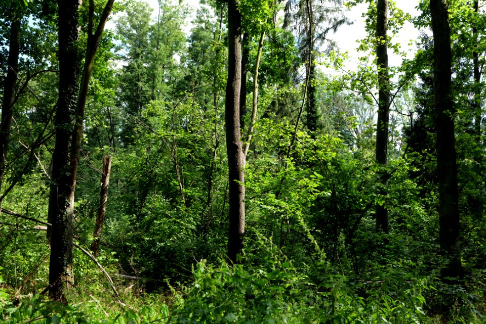 Lange Dammwiesen und Unteres Annatal near Stienitzsee 2020-07-22 53