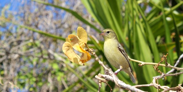 Branch sparrow leaves