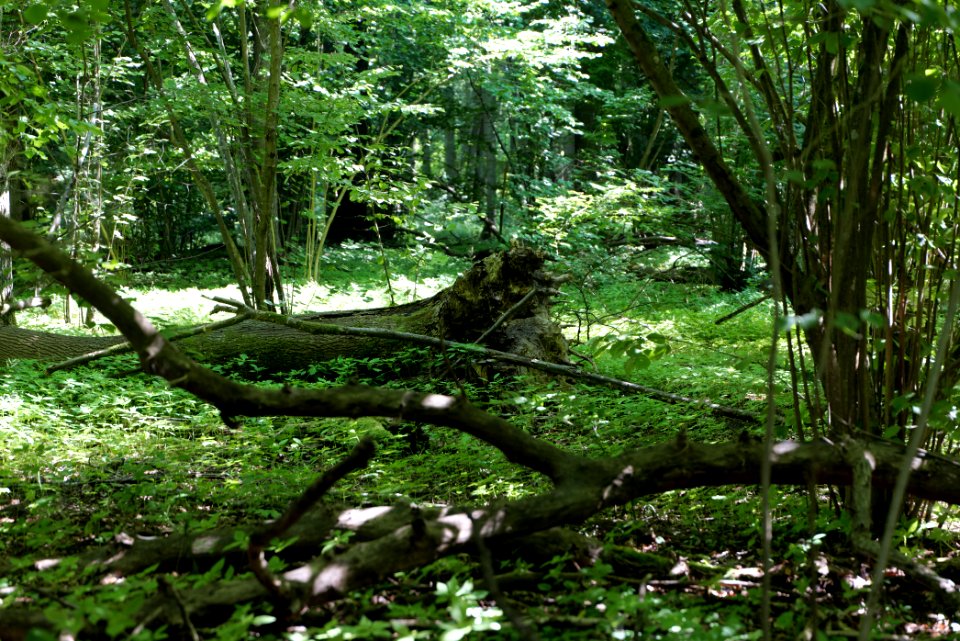 Lange Dammwiesen und Unteres Annatal near Stienitzsee 2020-07-22 25