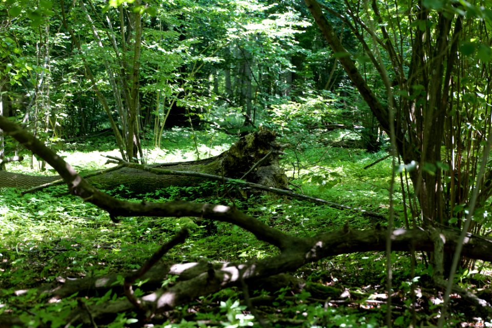 Lange Dammwiesen und Unteres Annatal near Stienitzsee 2020-07-22 26