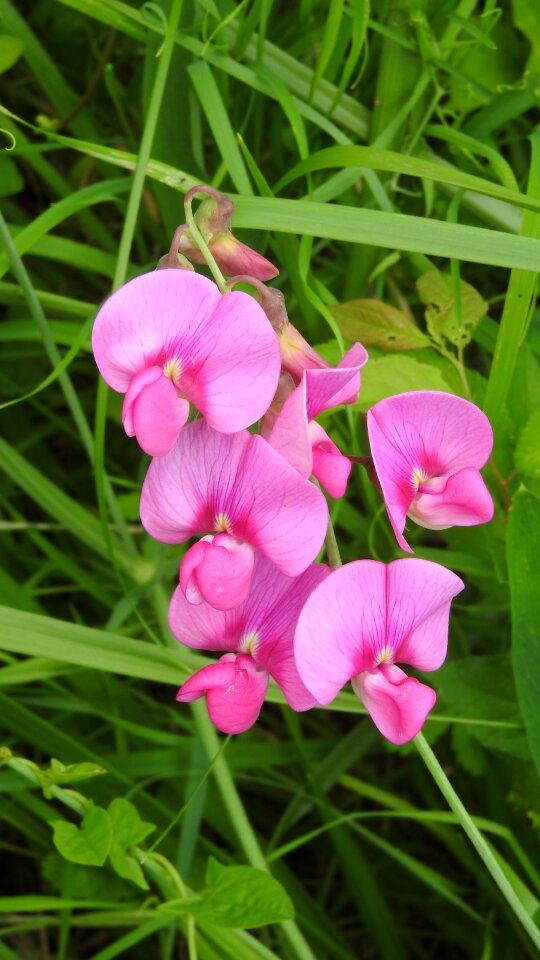 Flower fabaceae pink flower