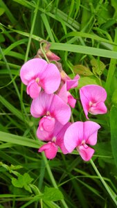 Flower fabaceae pink flower