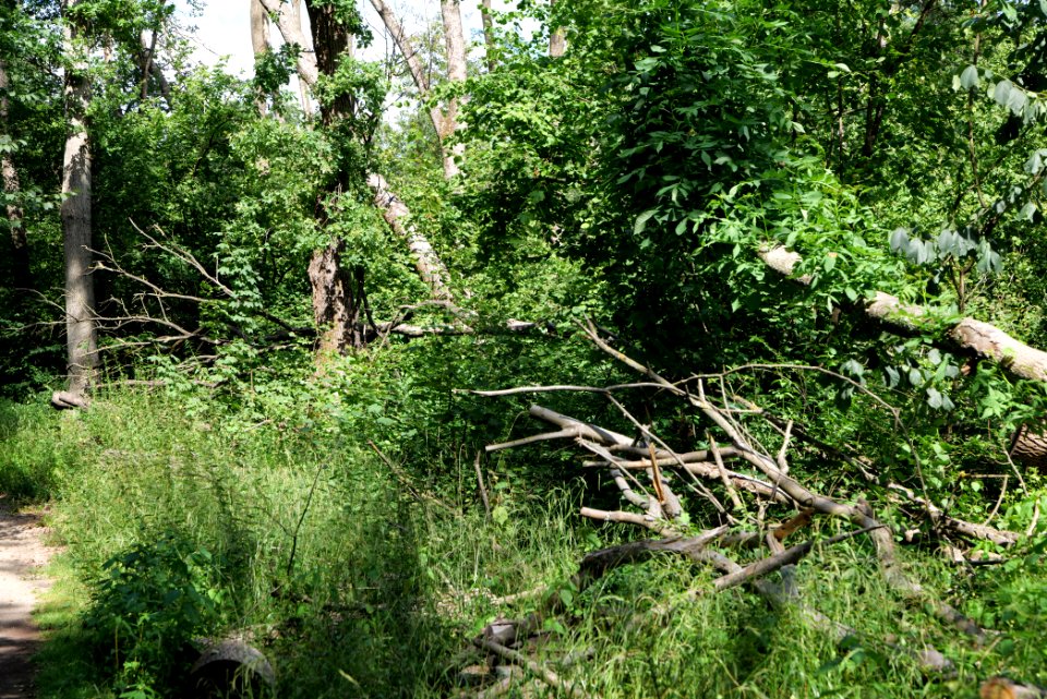 Lange Dammwiesen und Unteres Annatal near Stienitzsee 2020-07-22 44