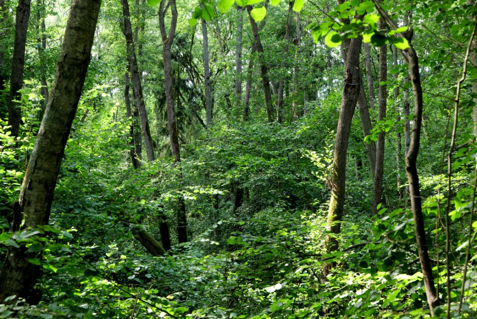 Lange Dammwiesen und Unteres Annatal near Stienitzsee 2020-07-22 50