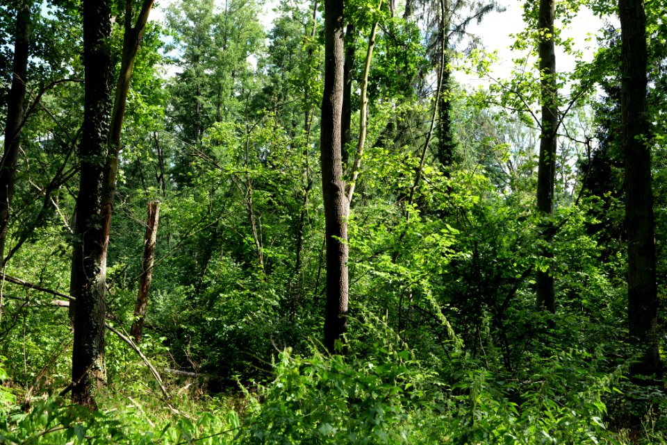 Lange Dammwiesen und Unteres Annatal near Stienitzsee 2020-07-22 54