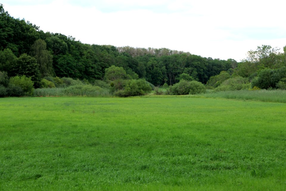 Lange Dammwiesen und Unteres Annatal near Stienitzsee 2020-07-22 164