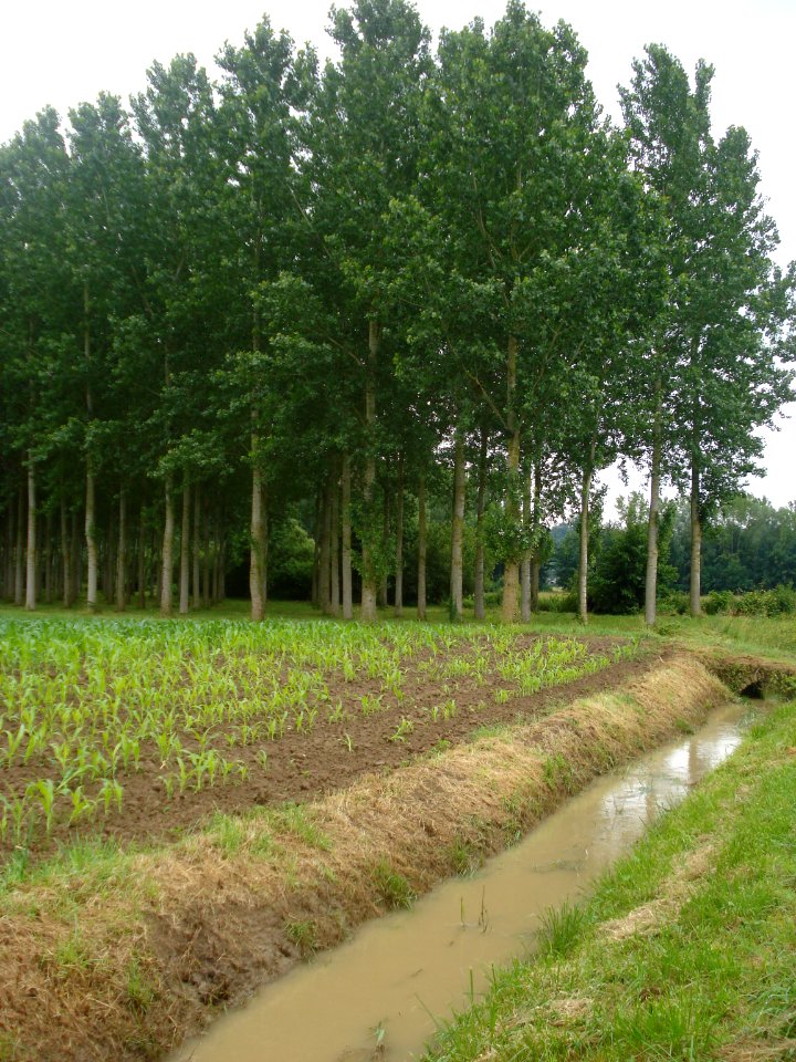 Landschap Garonnevlakte bij Floudès (Gironde)
