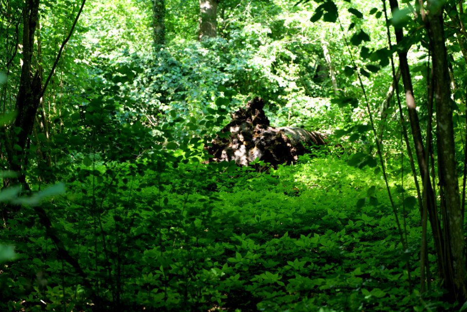 Lange Dammwiesen und Unteres Annatal near Stienitzsee 2020-07-22 24