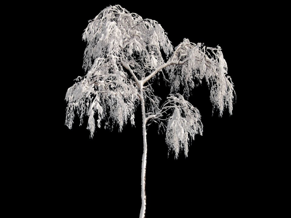 Snow cold frost