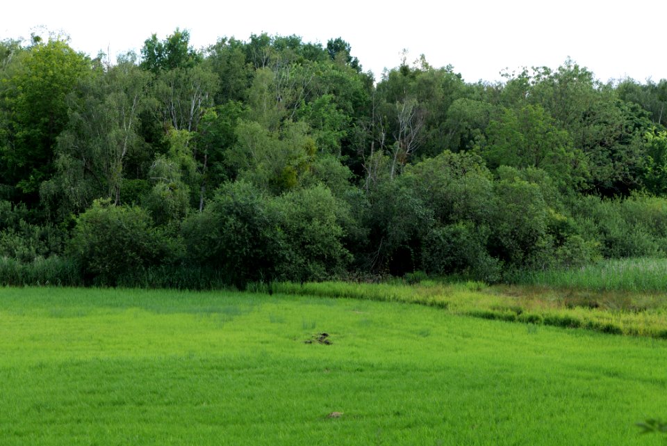 Lange Dammwiesen und Unteres Annatal near Stienitzsee 2020-07-22 161