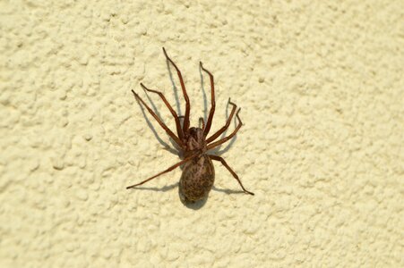 Spider insect arachnid photo