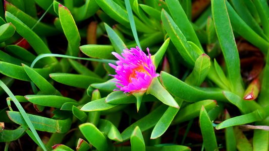 Plant blossom pink flowers