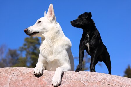 Pet spring terrier
