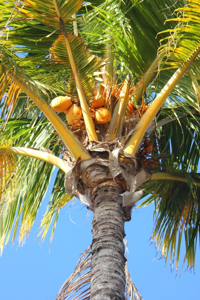 Tree ile holiday