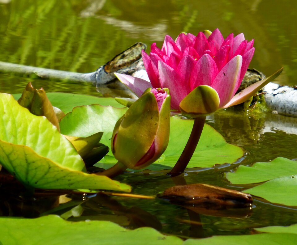 Aquatic plant garden pond pink