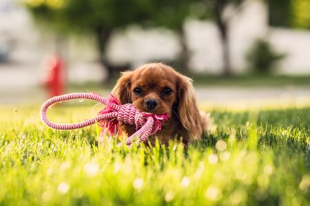 Cute dog grass photo
