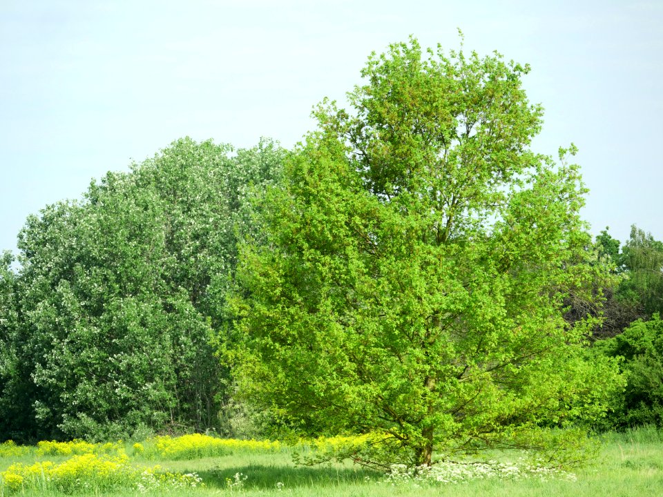 Landschaftsschutzgebiet.Grossbeeren.Mai.2018