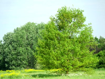 Landschaftsschutzgebiet.Grossbeeren.Mai.2018