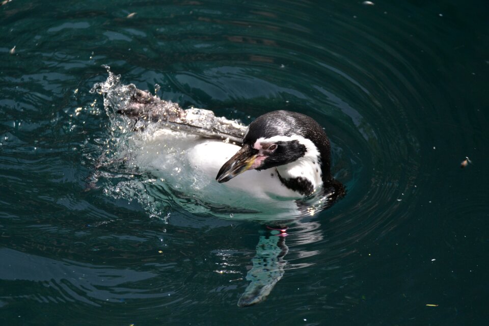 Bird birds penguin pool