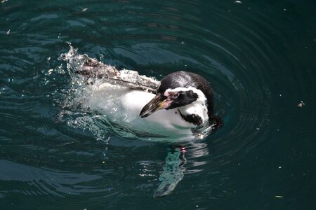 Bird birds penguin pool photo