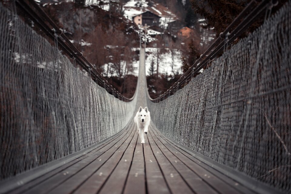 Walk schäfer dog bridge