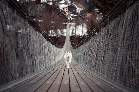 Walk schäfer dog bridge