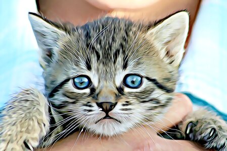 Pets domestic cat tabby photo