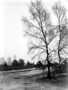 Landschap met berken en zandweg in het Gooi, Bestanddeelnr 189-0260