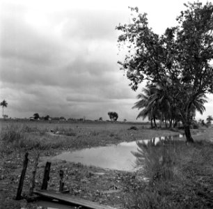 Landschap in Nickerie, Bestanddeelnr 252-5513