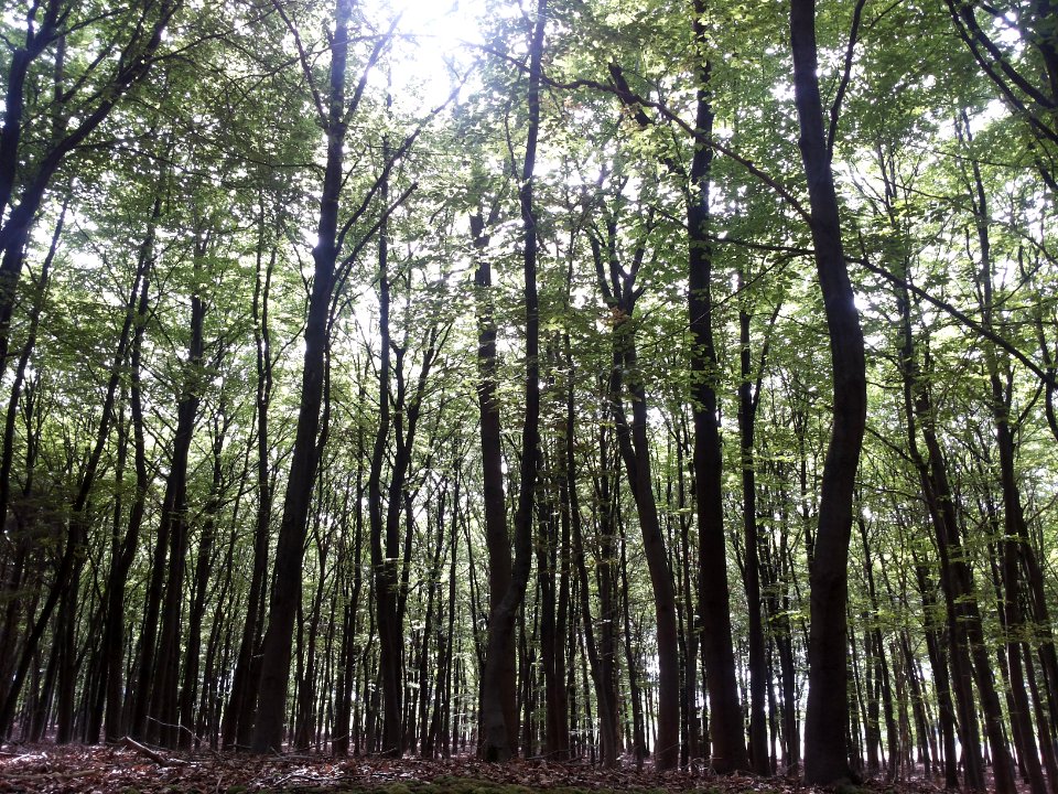 Landschap in Nationaal Park Sallandse Heuvelrug (6)